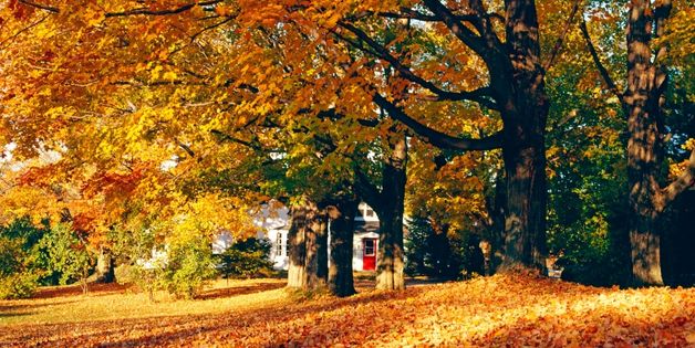 Leaf Removal Company