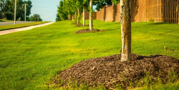 Best Type of Mulch to Use Best Type of Mulch to Use